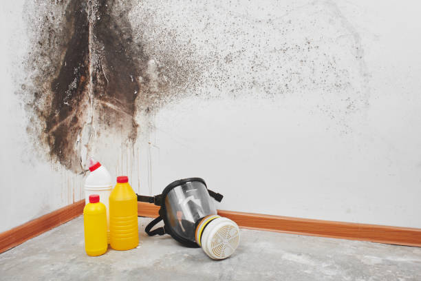Best Emergency Mold Removal  in Melrose, MA