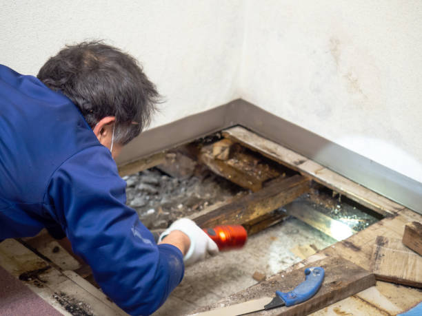 Best Same-Day Mold Removal  in Melrose, MA