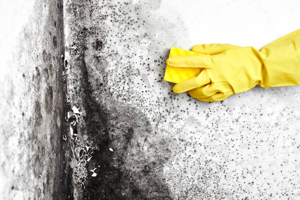 Best Residential Mold Removal  in Melrose, MA