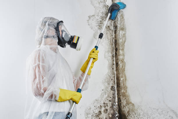 Best Mold Testing  in Melrose, MA