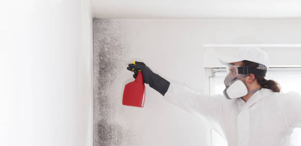 Best Commercial Mold Removal  in Melrose, MA