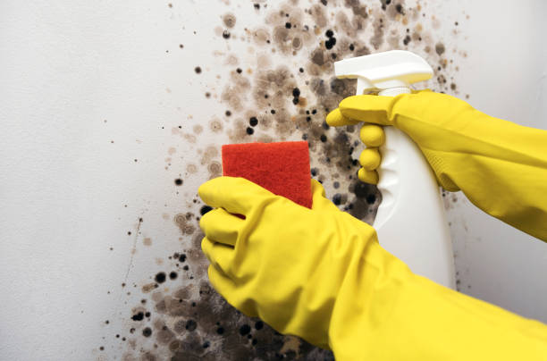 Best Affordable Mold Removal  in Melrose, MA