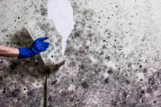 Trusted Melrose, MA Mold Removal Experts